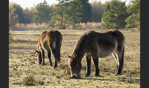 Exmoor-Pony (Equus przewalskii f. caballus)