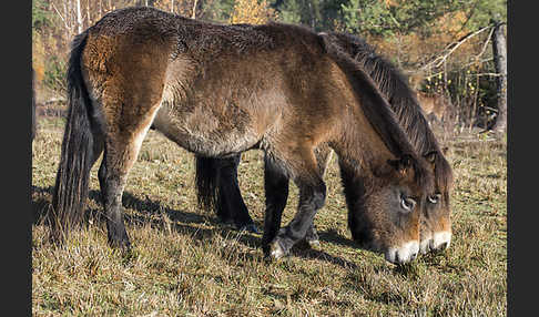 Exmoor-Pony (Equus przewalskii f. caballus)