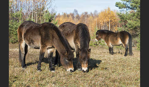 Exmoor-Pony (Equus przewalskii f. caballus)