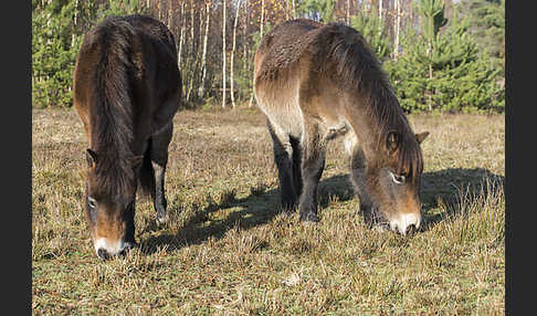 Exmoor-Pony (Equus przewalskii f. caballus)