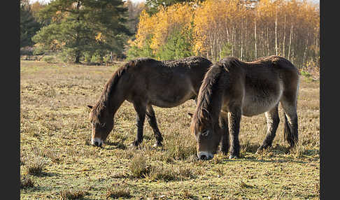 Exmoor-Pony (Equus przewalskii f. caballus)