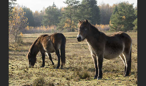 Exmoor-Pony (Equus przewalskii f. caballus)