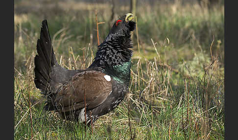 Auerhuhn (Tetrao urogallus)