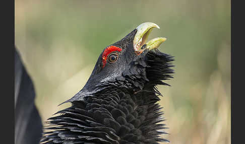 Auerhuhn (Tetrao urogallus)