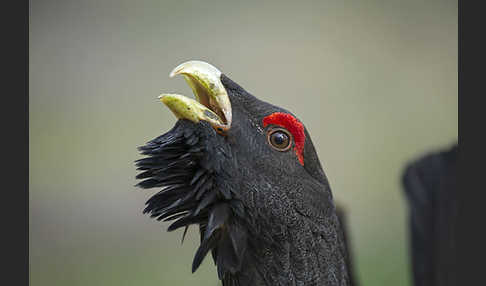 Auerhuhn (Tetrao urogallus)