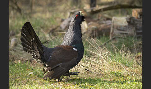 Auerhuhn (Tetrao urogallus)