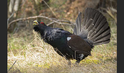 Auerhuhn (Tetrao urogallus)