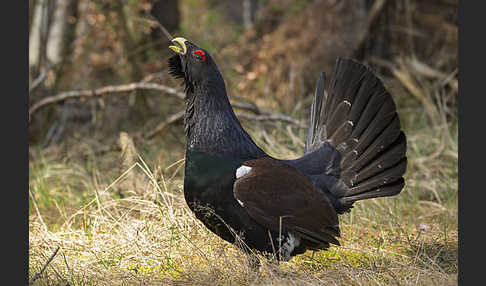 Auerhuhn (Tetrao urogallus)