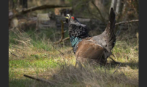 Auerhuhn (Tetrao urogallus)