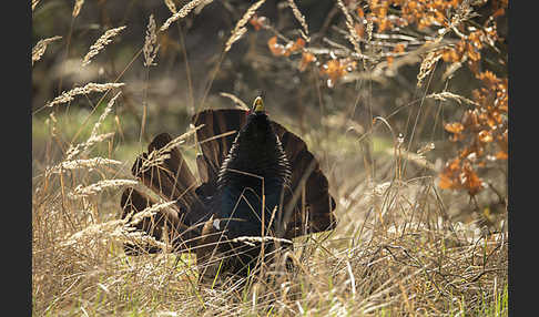 Auerhuhn (Tetrao urogallus)