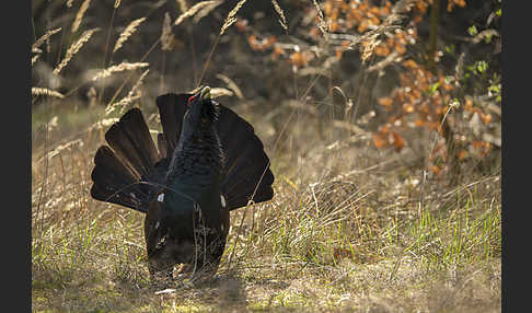 Auerhuhn (Tetrao urogallus)