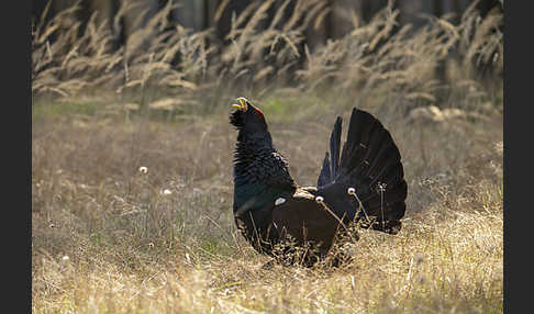 Auerhuhn (Tetrao urogallus)