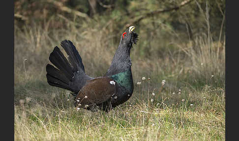 Auerhuhn (Tetrao urogallus)