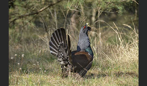 Auerhuhn (Tetrao urogallus)