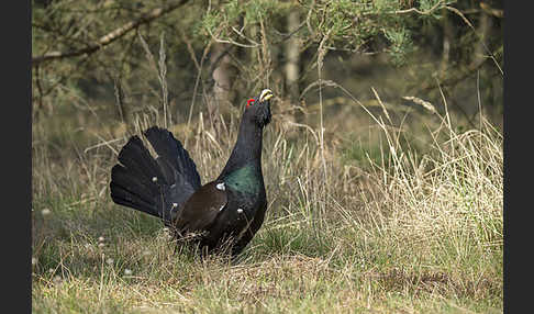 Auerhuhn (Tetrao urogallus)