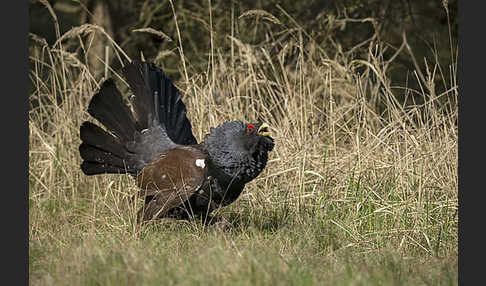 Auerhuhn (Tetrao urogallus)