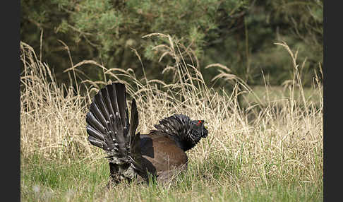 Auerhuhn (Tetrao urogallus)