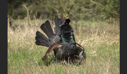 Auerhuhn (Tetrao urogallus)