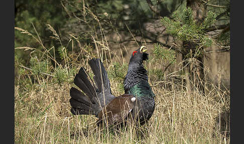 Auerhuhn (Tetrao urogallus)