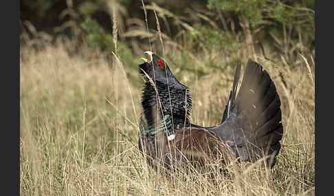 Auerhuhn (Tetrao urogallus)