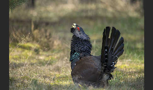 Auerhuhn (Tetrao urogallus)