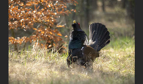 Auerhuhn (Tetrao urogallus)