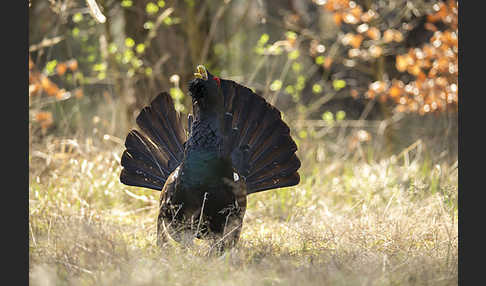 Auerhuhn (Tetrao urogallus)