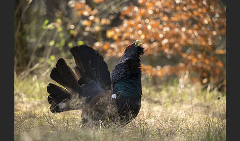 Auerhuhn (Tetrao urogallus)