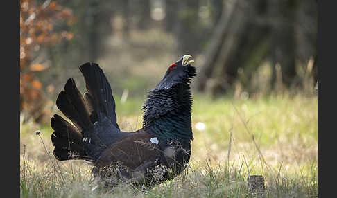 Auerhuhn (Tetrao urogallus)