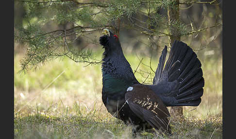 Auerhuhn (Tetrao urogallus)