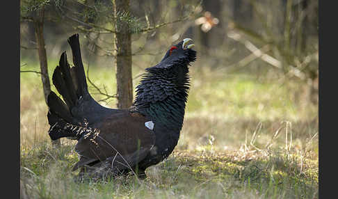 Auerhuhn (Tetrao urogallus)