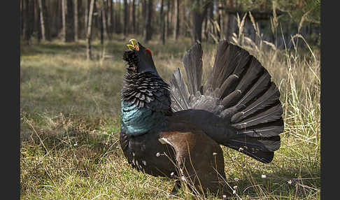 Auerhuhn (Tetrao urogallus)