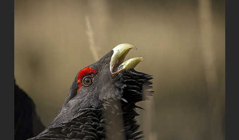 Auerhuhn (Tetrao urogallus)