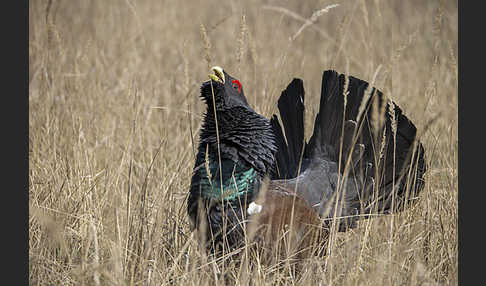 Auerhuhn (Tetrao urogallus)