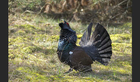 Auerhuhn (Tetrao urogallus)