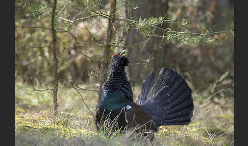 Auerhuhn (Tetrao urogallus)