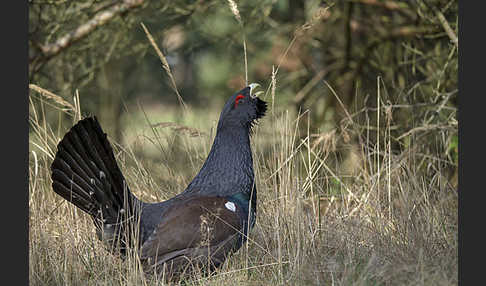 Auerhuhn (Tetrao urogallus)