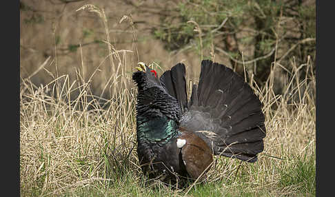 Auerhuhn (Tetrao urogallus)