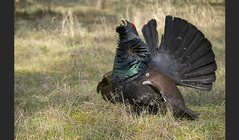 Auerhuhn (Tetrao urogallus)