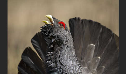 Auerhuhn (Tetrao urogallus)