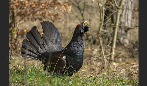 Auerhuhn (Tetrao urogallus)