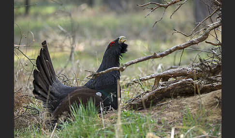 Auerhuhn (Tetrao urogallus)