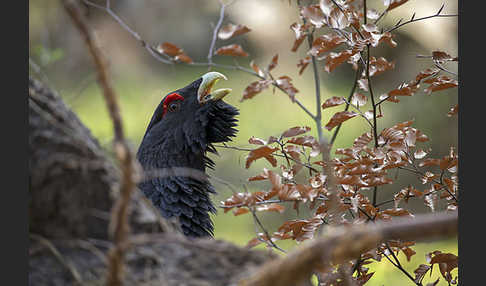 Auerhuhn (Tetrao urogallus)