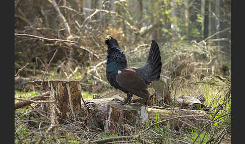 Auerhuhn (Tetrao urogallus)