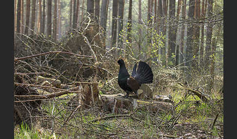 Auerhuhn (Tetrao urogallus)