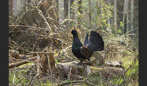 Auerhuhn (Tetrao urogallus)