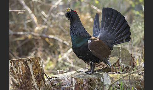 Auerhuhn (Tetrao urogallus)