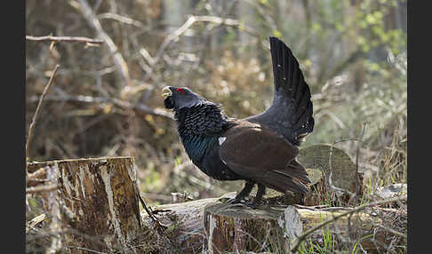 Auerhuhn (Tetrao urogallus)