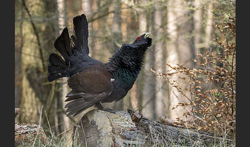 Auerhuhn (Tetrao urogallus)