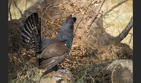 Auerhuhn (Tetrao urogallus)